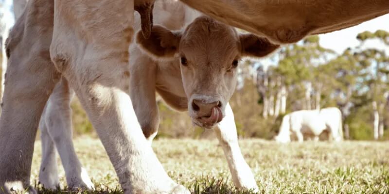 Colostrum eli ternimaito - luonnon oma eliksiiri