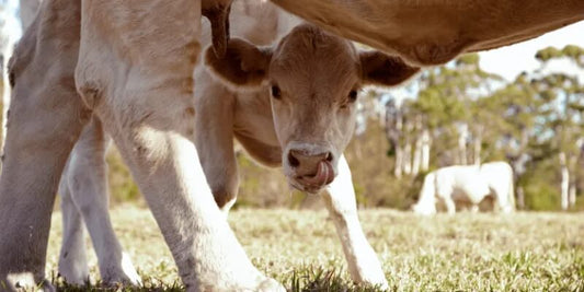 Colostrum eli ternimaito - luonnon oma eliksiiri