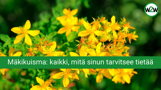 Mäkikuisma – Perinteinen Tuki Mielen Hyvinvoinnille ja Rentoutumiselle