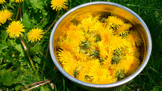 Voikukan ravintoarvot ja historia – Yllättävä ravintoaarteemme